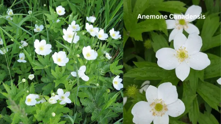 Anemone Canadensis: Super Windflower Ground Cover Mastery