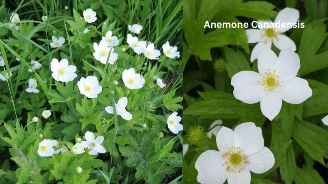 Anemone Canadensis