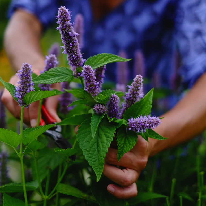 Caring for Anise Hyssop Plants