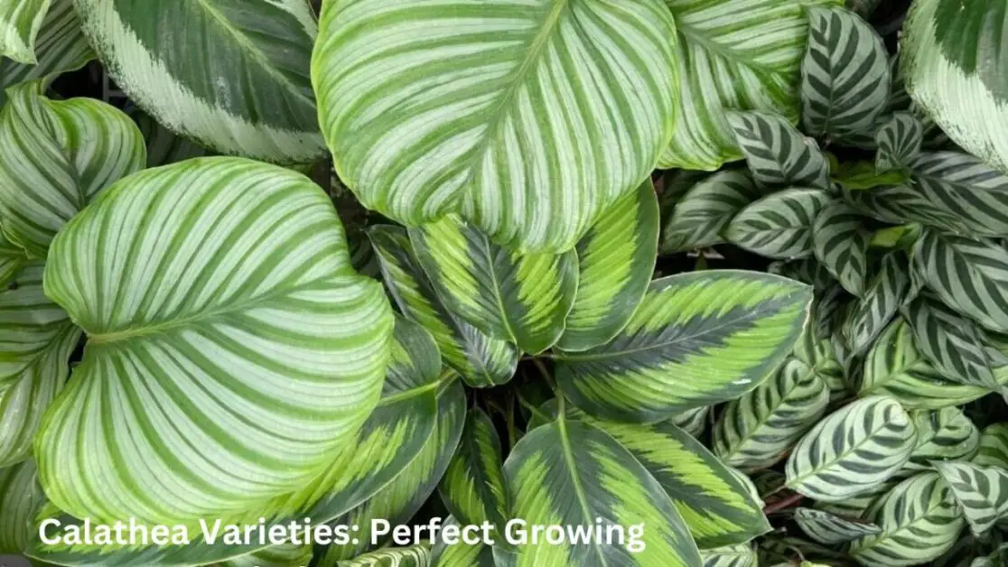 Calathea Varieties: Perfect Growing Calathea Plants