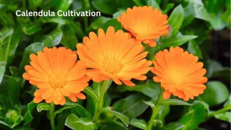 Calendula Cultivation: Growing Vibrant Edible Blooms