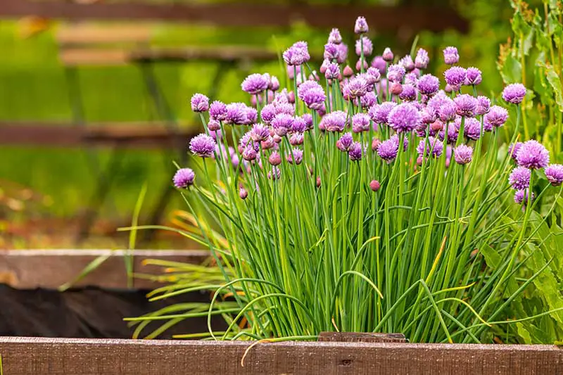 Planting Chive Seeds or Transplants