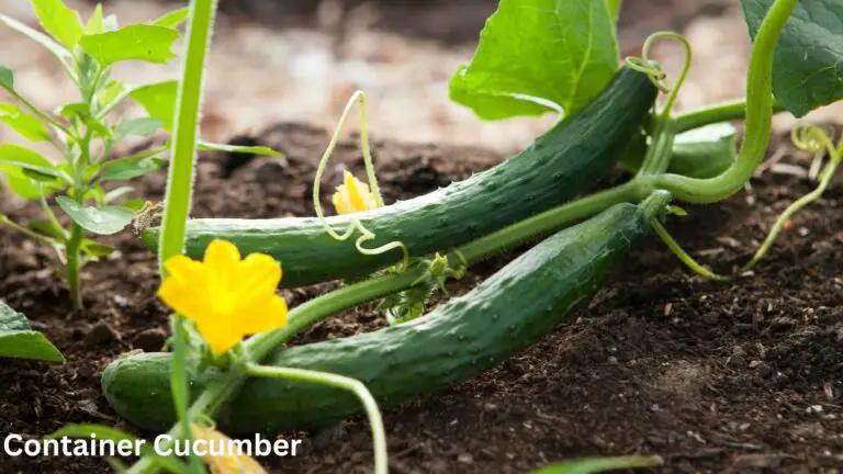 Container Cucumber Tips: Successful Pot Gardening