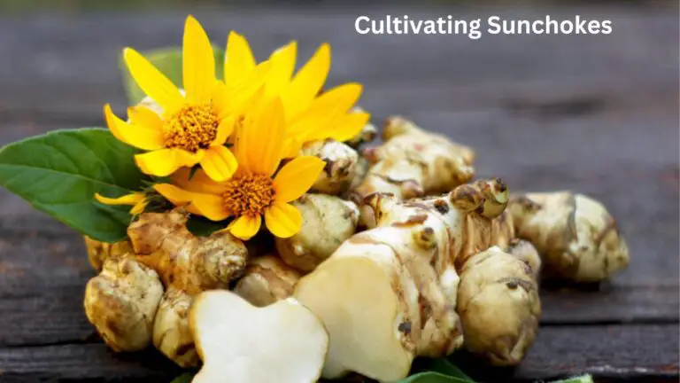 “Cultivating Sunchokes: A Comprehensive Guide To Mastering Jerusalem Artichokes