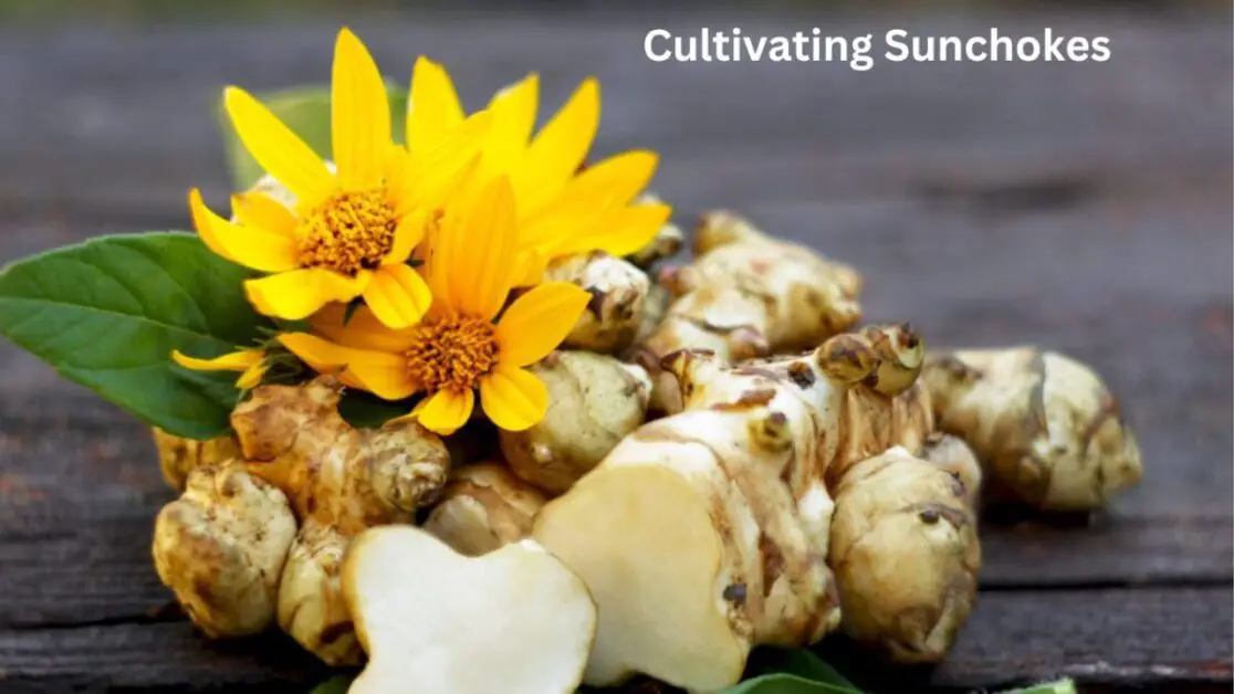 Cultivating Sunchokes