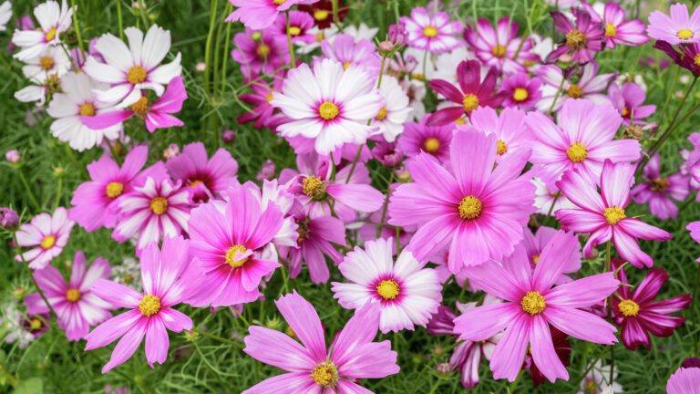 Cosmos Flower Care: Planting & Nurturing Guide