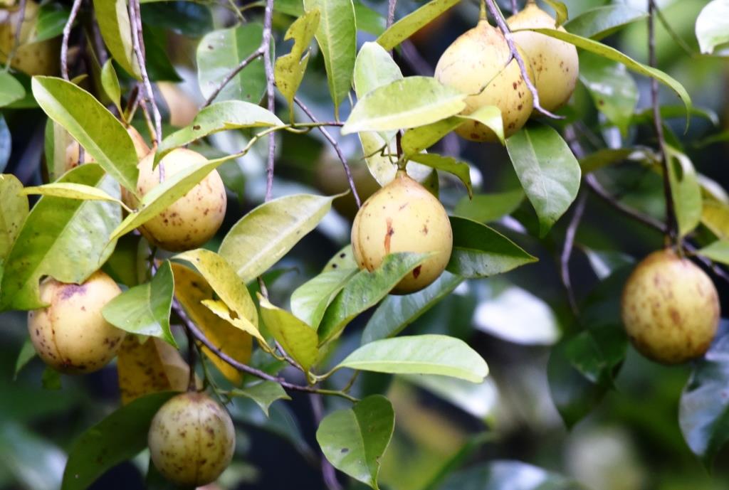 Proper Nutmeg Tree Care and Maintenance