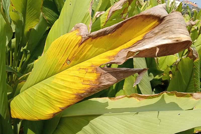 Protecting Turmeric Plants from Pests and Diseases