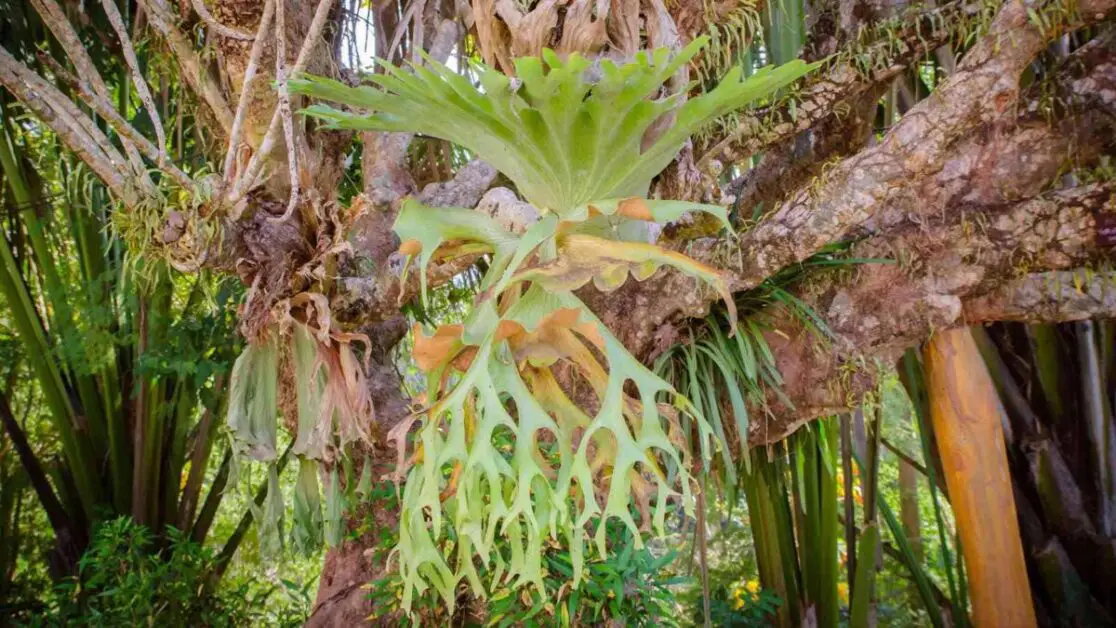 Heading 1: Understanding Staghorn Ferns