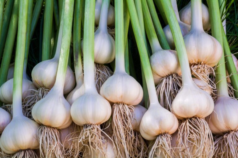Garlic Planting: Key Stages to Monitor Garlic’s Growth Journey