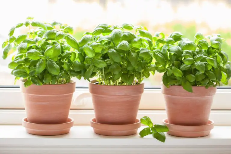 Cultivating Basil Within Your Home Throughout the Seasons