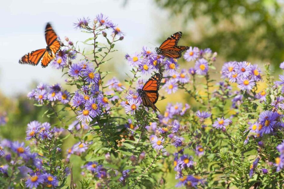  Planning for Your Butterfly Garden