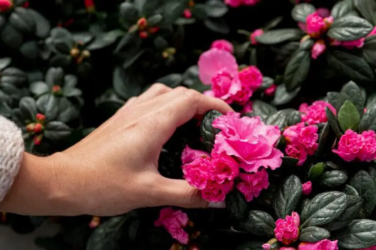 Empower Your Garden with Hibiscus Diversity: Explore 25 Vibrant Varieties