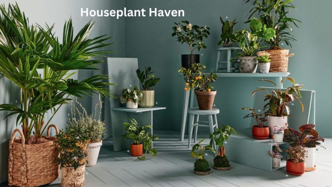 Houseplant Haven