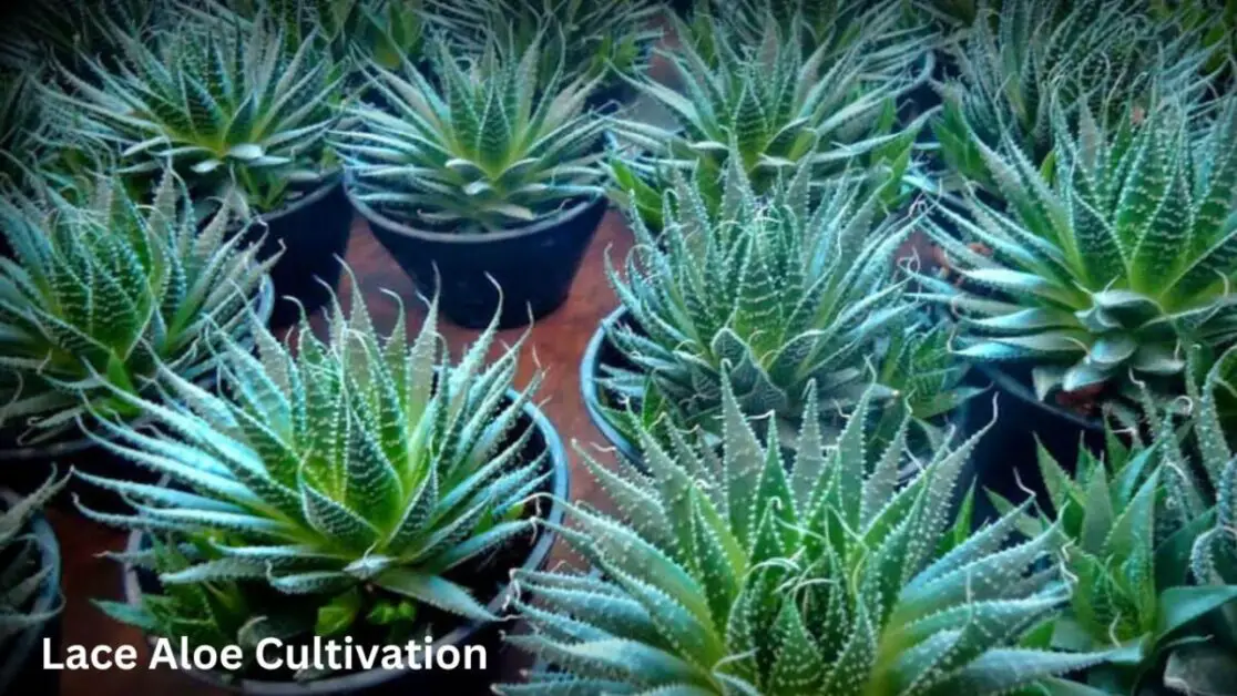 Lace Aloe Cultivation