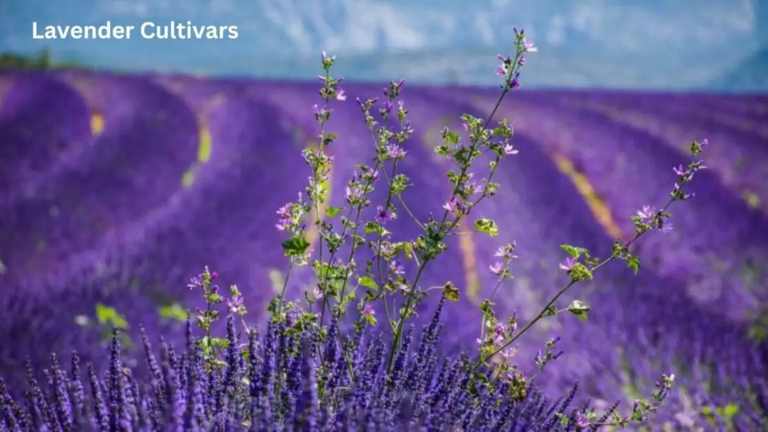 Lavender Cultivars