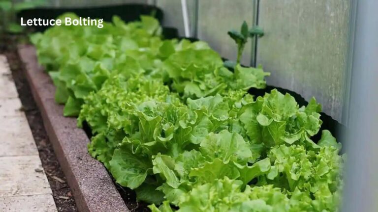 Lettuce Bolting: Mastery of super through Prevention and Management