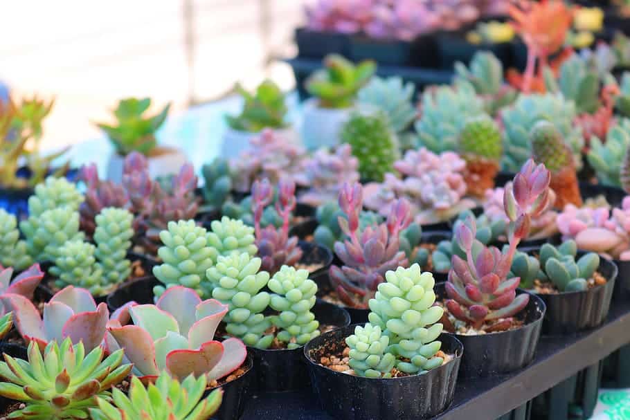 Choosing the Right Containers for Indoor Succulents