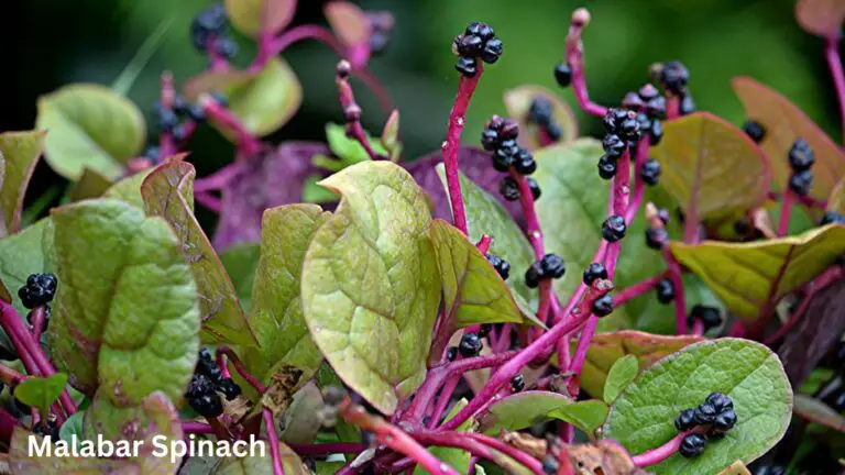 Malabar Spinach: Perfect Harnessing Heat-Resilient Greens