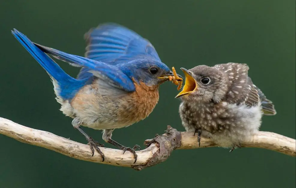 Mosquito-Eating Birds