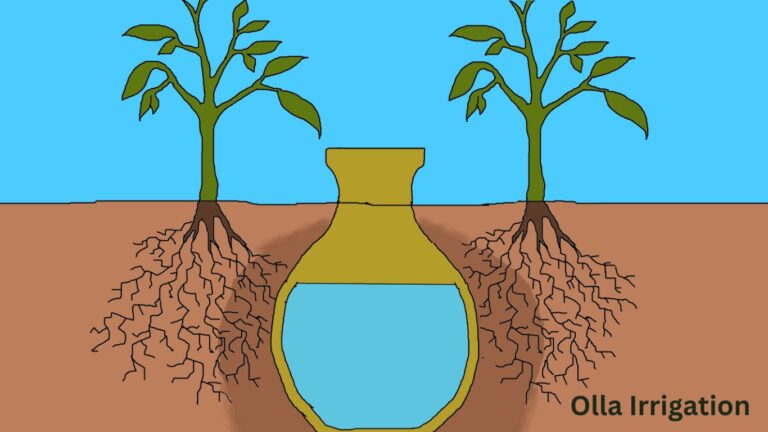 Olla Irrigation: Ancient Technology for Modern Gardens