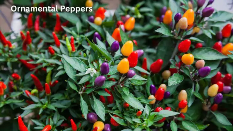 Ornamental Peppers: Decorative and Edible Vibrant Garden Gems