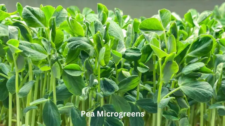 Pea Microgreens: Quick and Simple Growing Techniques