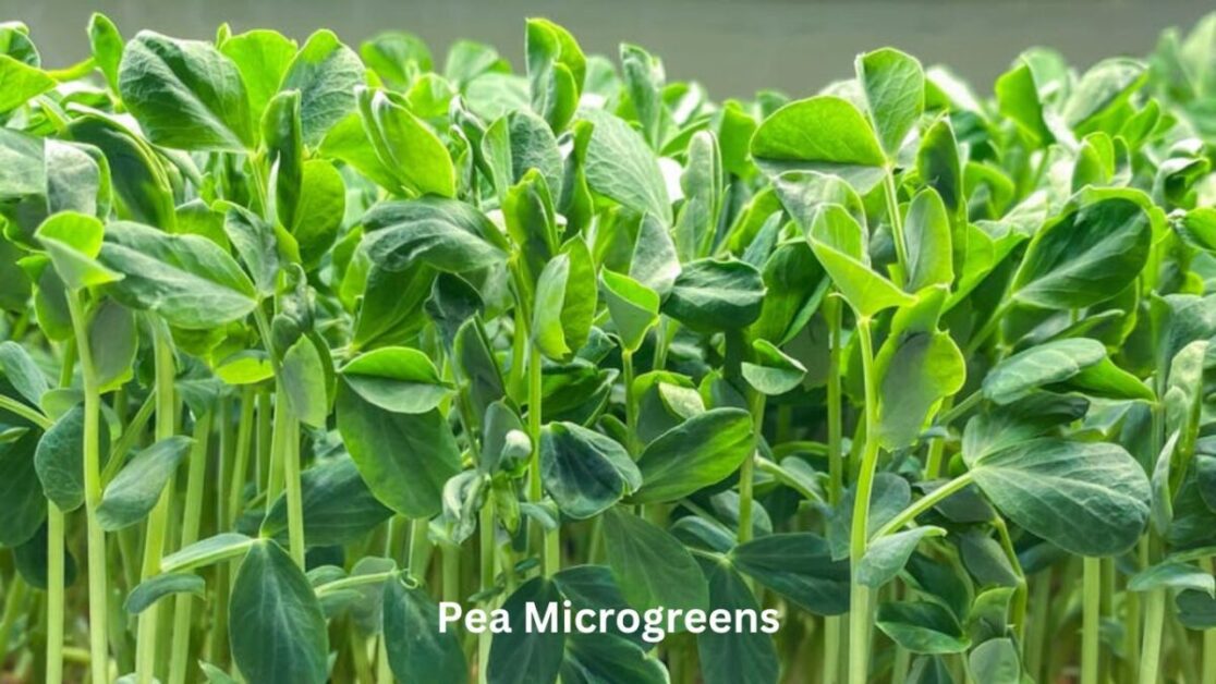 Pea Microgreens