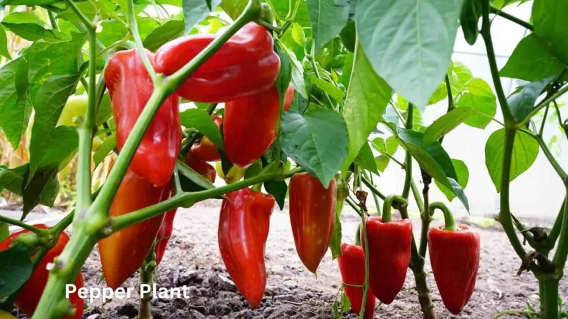 Pepper Plant