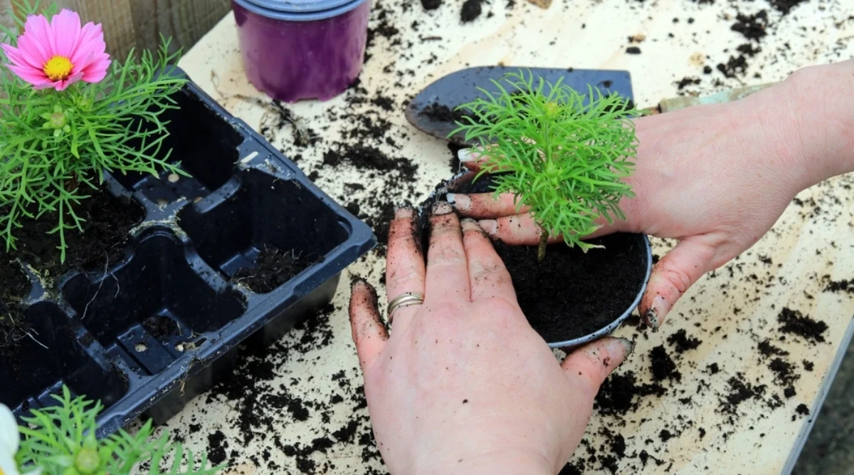 Step-by-Step Guide to Planting Cosmos Flowers