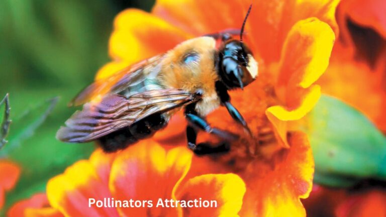 Pollinators Attraction: 15 Perfect Methods for a Buzzing Garden