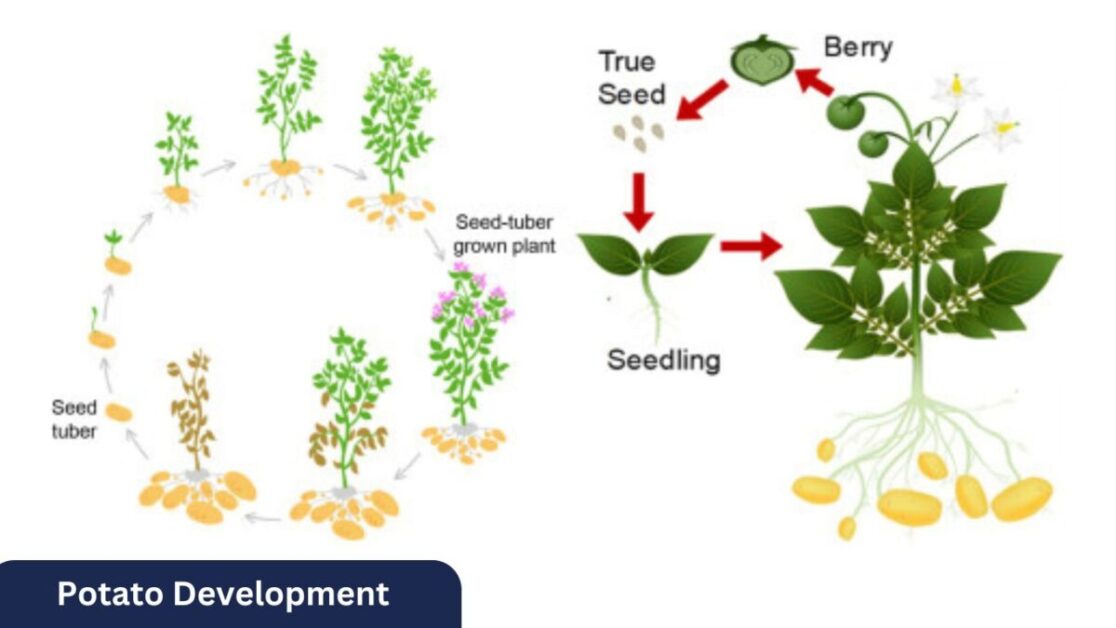 Potato Development: Understanding Growth Stages - South Elmonte Hydroponics