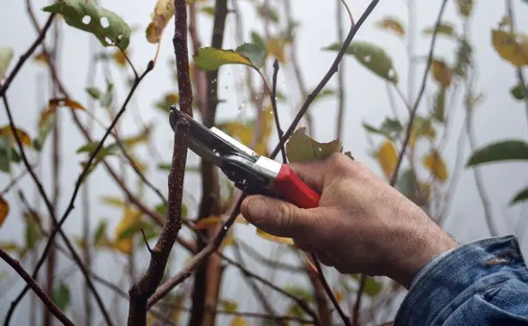Fruit Tree Pruning: Step-by-Step Guide