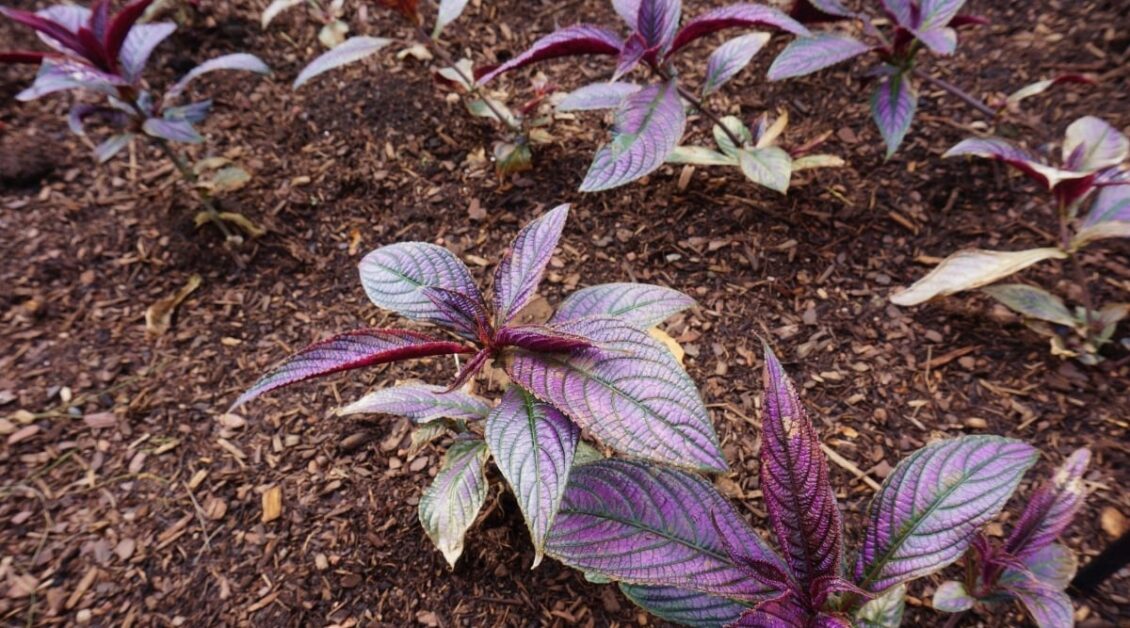 Soil requirements for Persian Shield plant