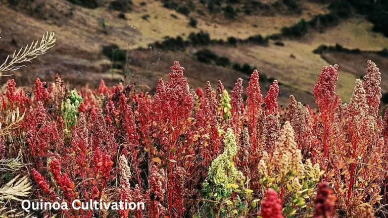 Quinoa Cultivation: Growing Perfect Nutritious Ancient Grains