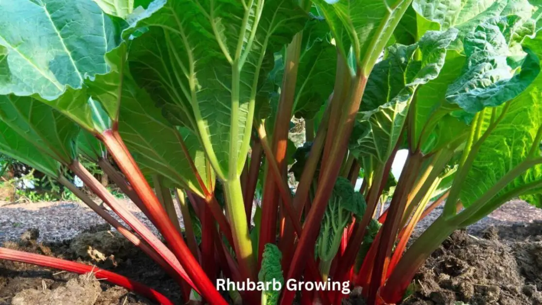 Rhubarb Growing