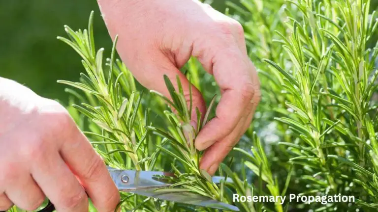 Rosemary Propagation: Easy Cuttings Technique