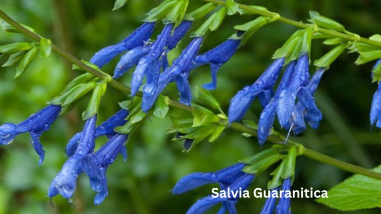 Salvia Guaranitica: The Blue Anise Sage Perfect Guide