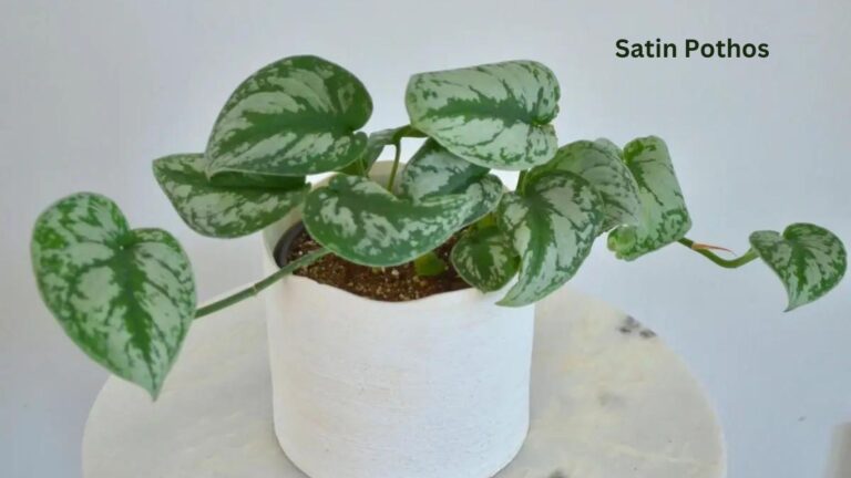 Satin Pothos Care: The Best Misnamed Scindapsus Pictus