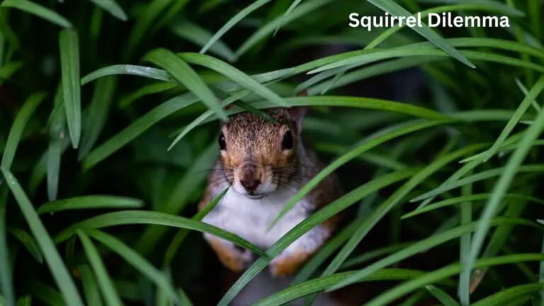 Squirrel Dilemma: Best Solutions for a Rodent-Free Garden