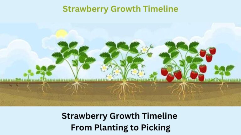 Strawberry Growth Timeline: From Planting to Picking