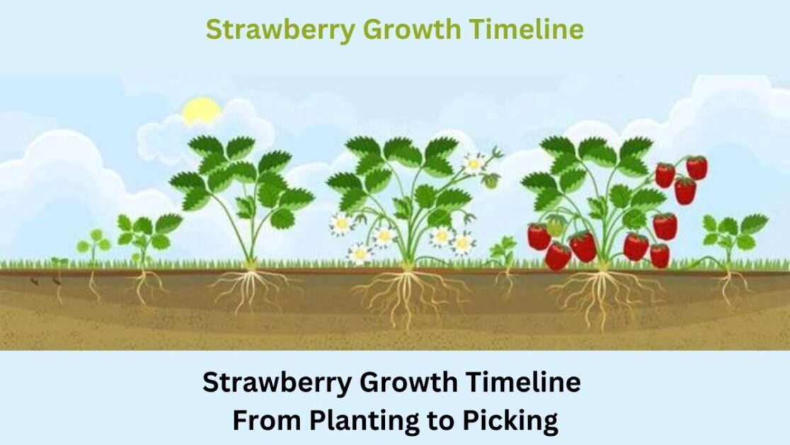 Strawberry Growth Timeline