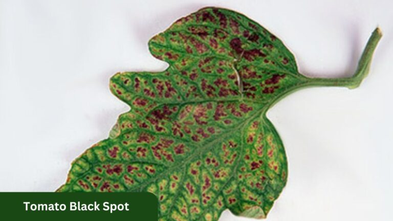 Powerful Strategies Against Tomato Black Spot: Identifying and Treating