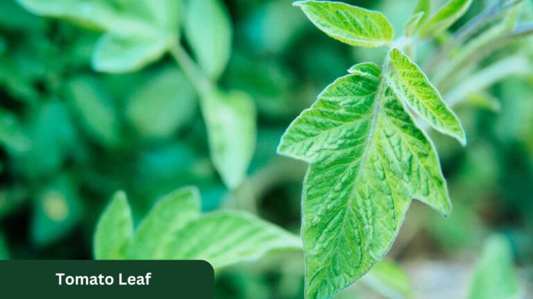 Tomato Leaf Troubleshooting: Best Curling Causes and Solutions