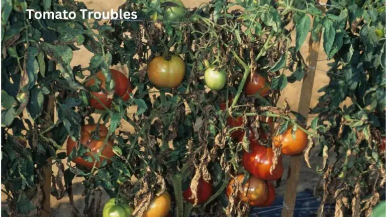 Tomato Troubles: Identifying and Perfect Managing 21 Pests