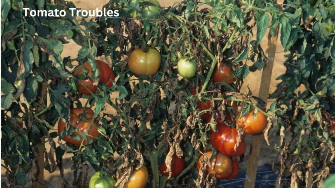 Tomato Troubles Identifying and Perfect Managing 21 Pests