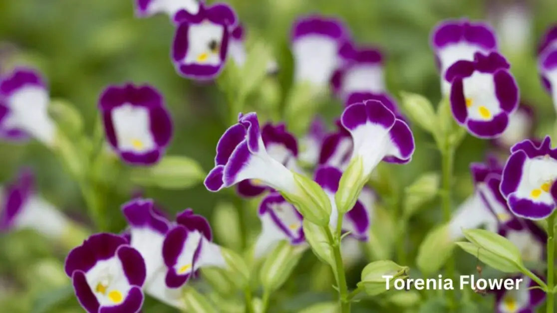 Torenia Flower