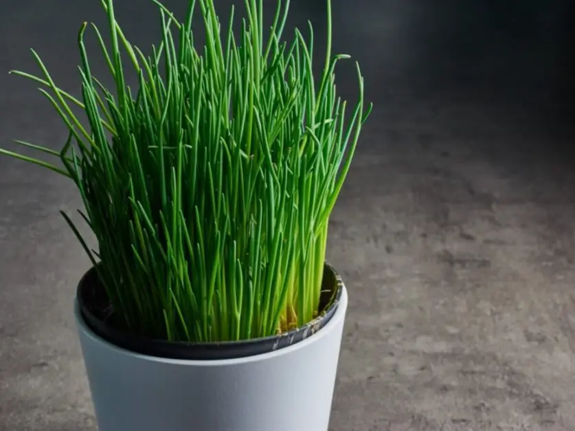 Container Gardening Chives: What You Need to Know