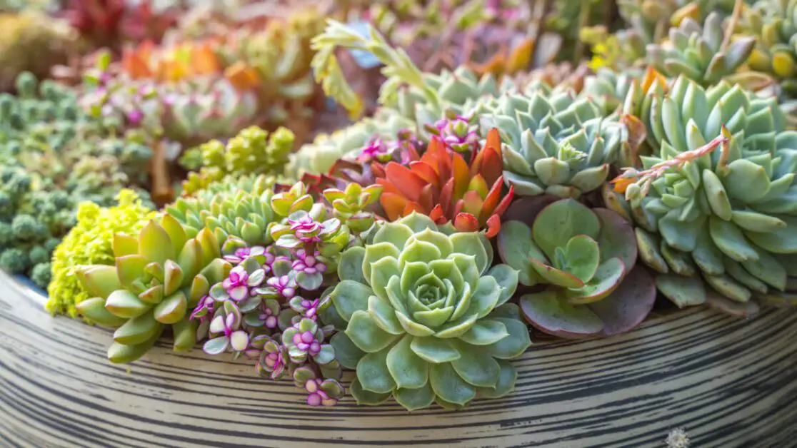 Indoor Succulent Selection: 21 Top Varieties