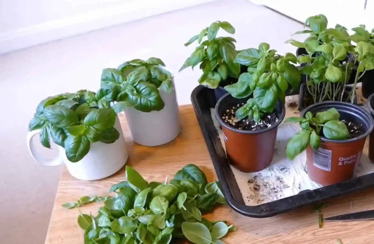Propagating Basil for Year-Round Growth